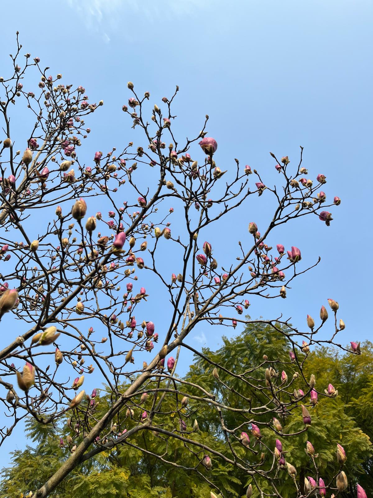 九曲河公园玉兰花 王一丹  亭亭玉立，素雅芬芳，静立枝头自成诗。.JPG